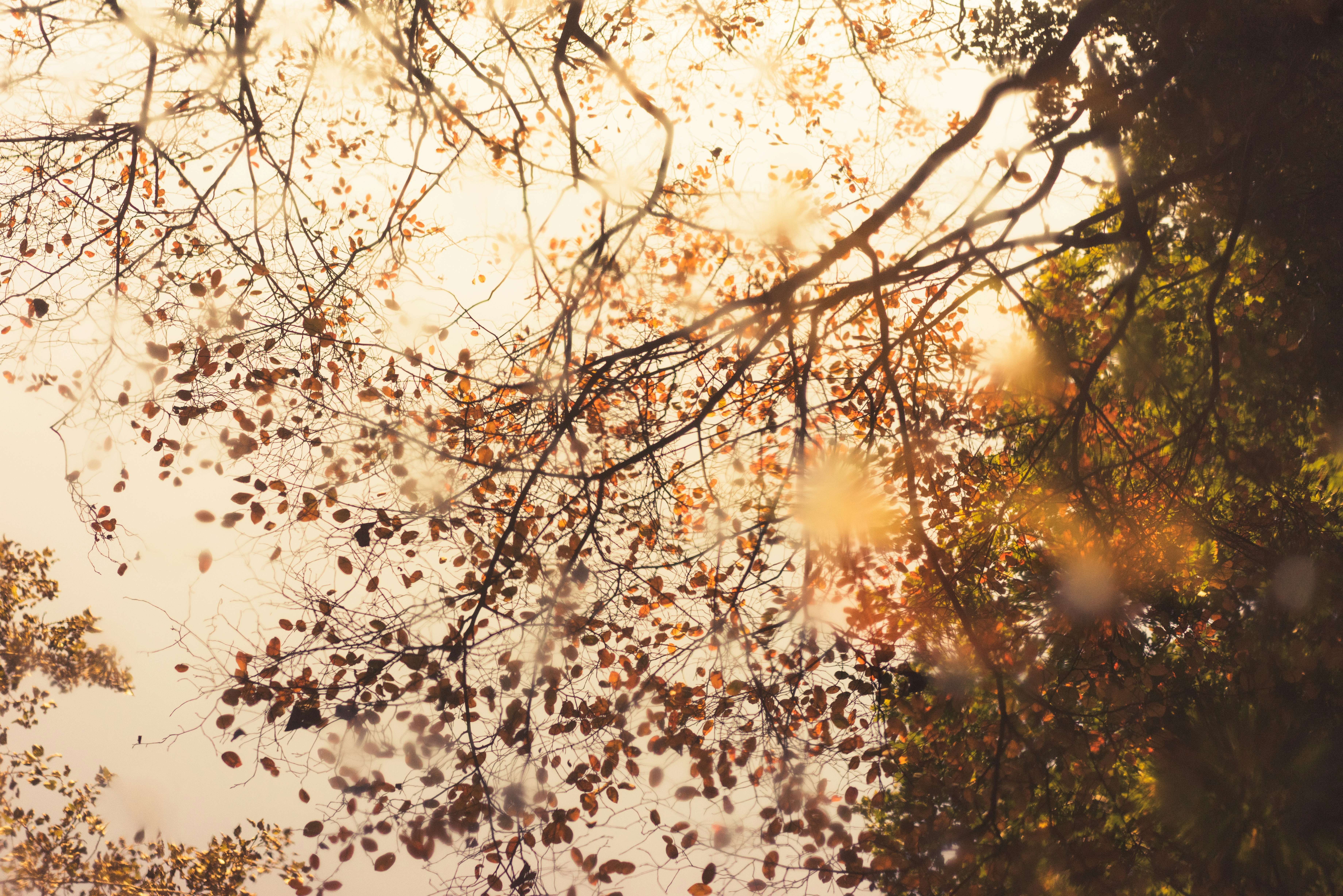 low angle sepia photography of trees under clouds